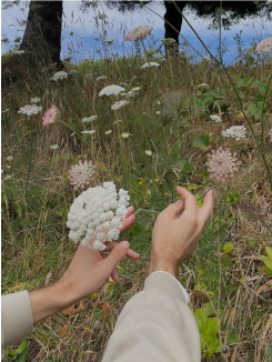 photo of hands picking flowers | oo0000oo0